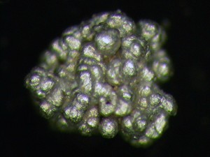 . .   . webmineral.ru