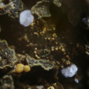 , , .  .   . webmineral.ru