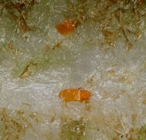 , .  .   . webmineral.ru