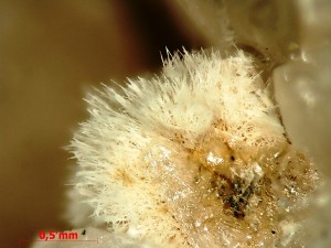 ,  (Fe)  ( ).   . webmineral.ru